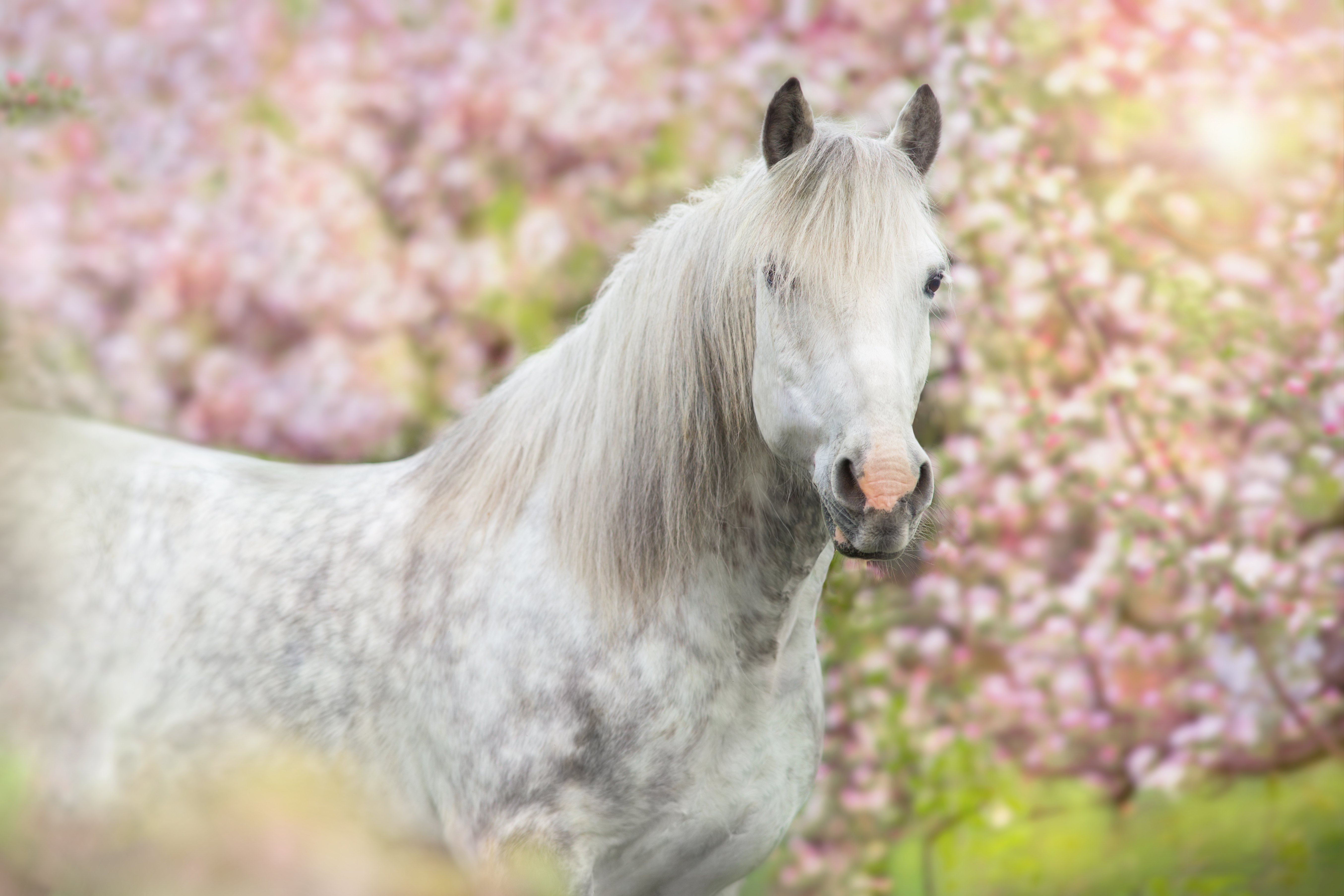 Ein weißes Pferd steht vor einem rosafarbenen Busch