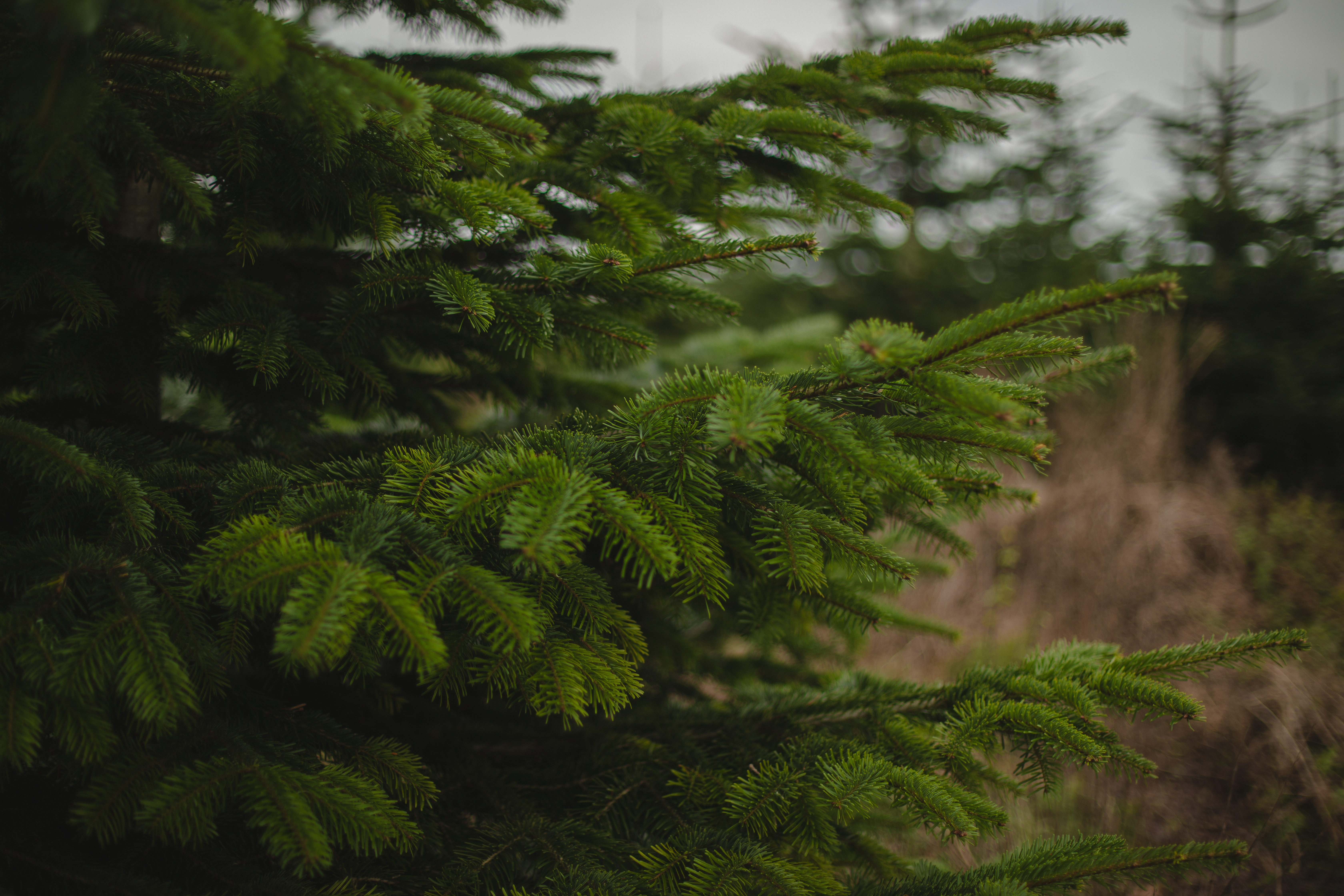 Ausschnitt einer grünen Tanne im Wald