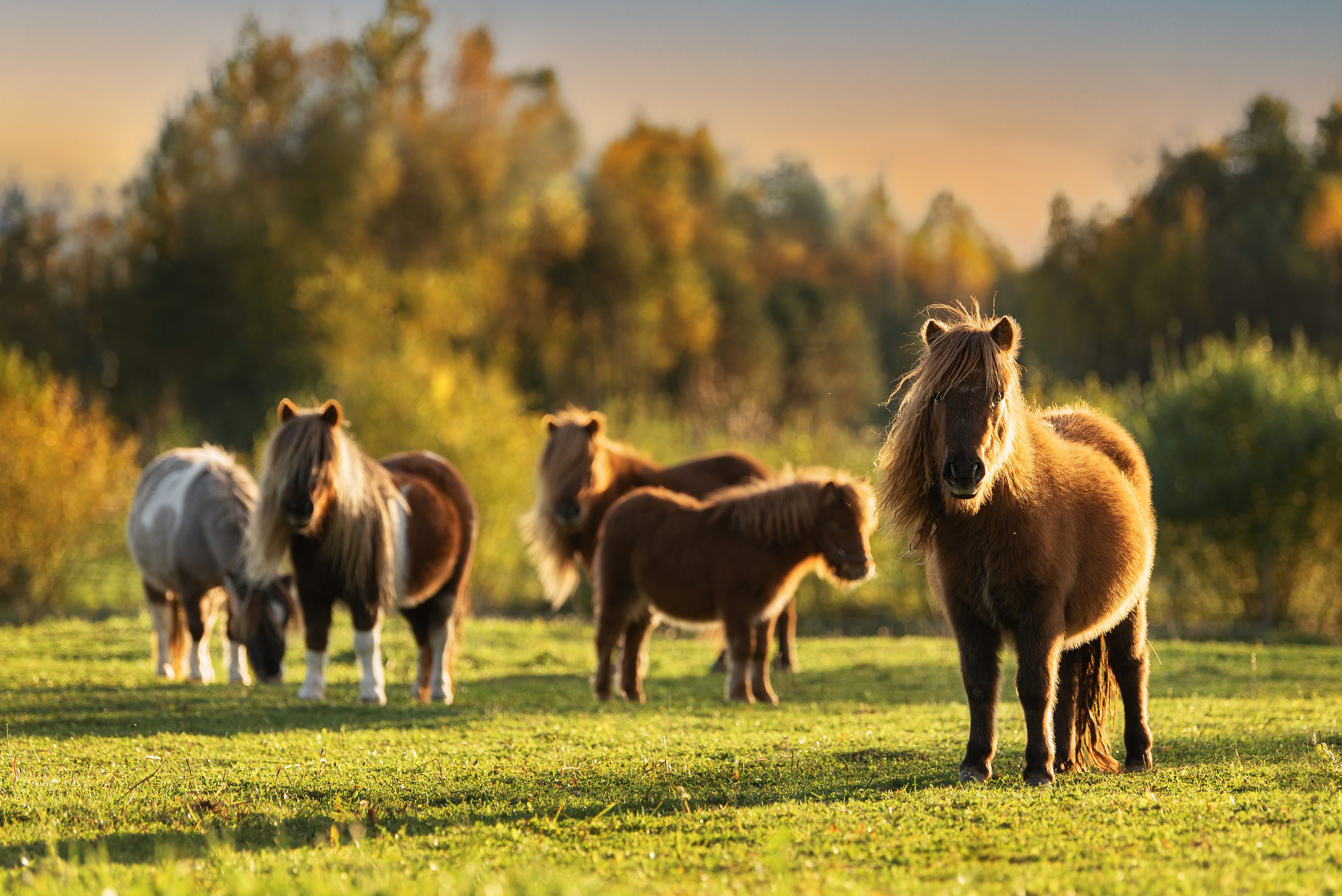 Eine Herde von Ponys grast auf einer Wiese