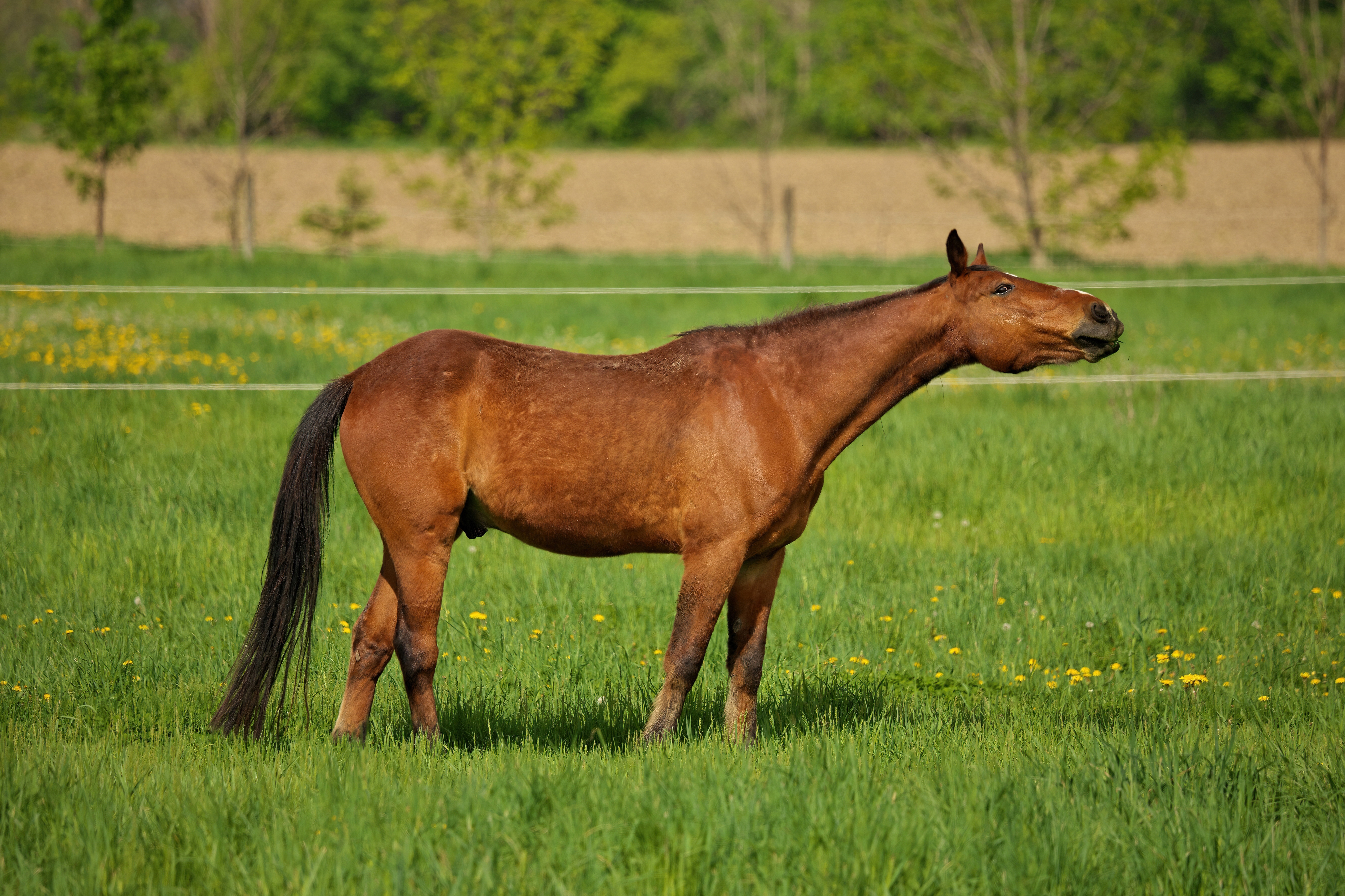 Braunes Pferd steht auf der Weide und hustet