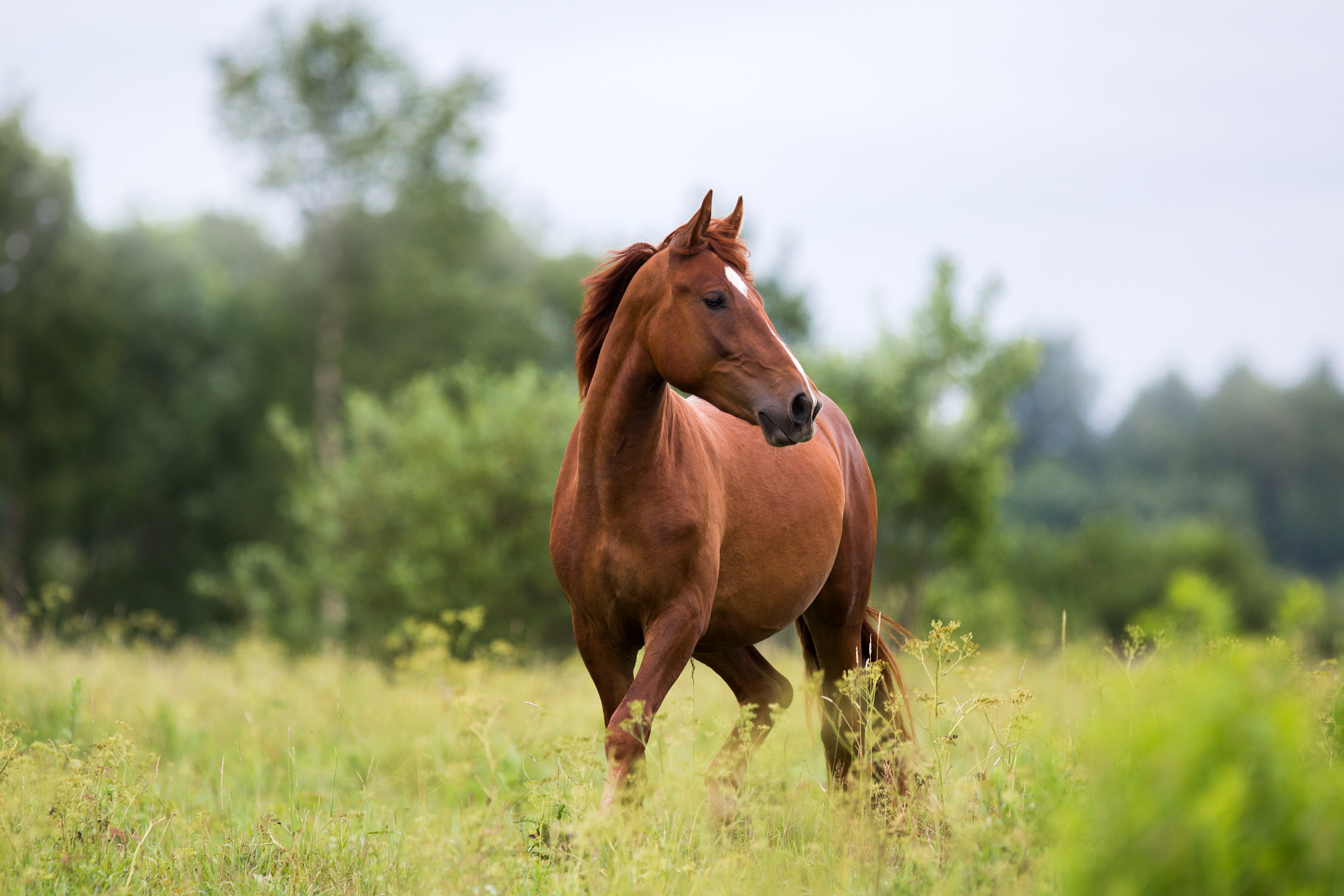 Braunes Pferd steht auf einer grünen Weide