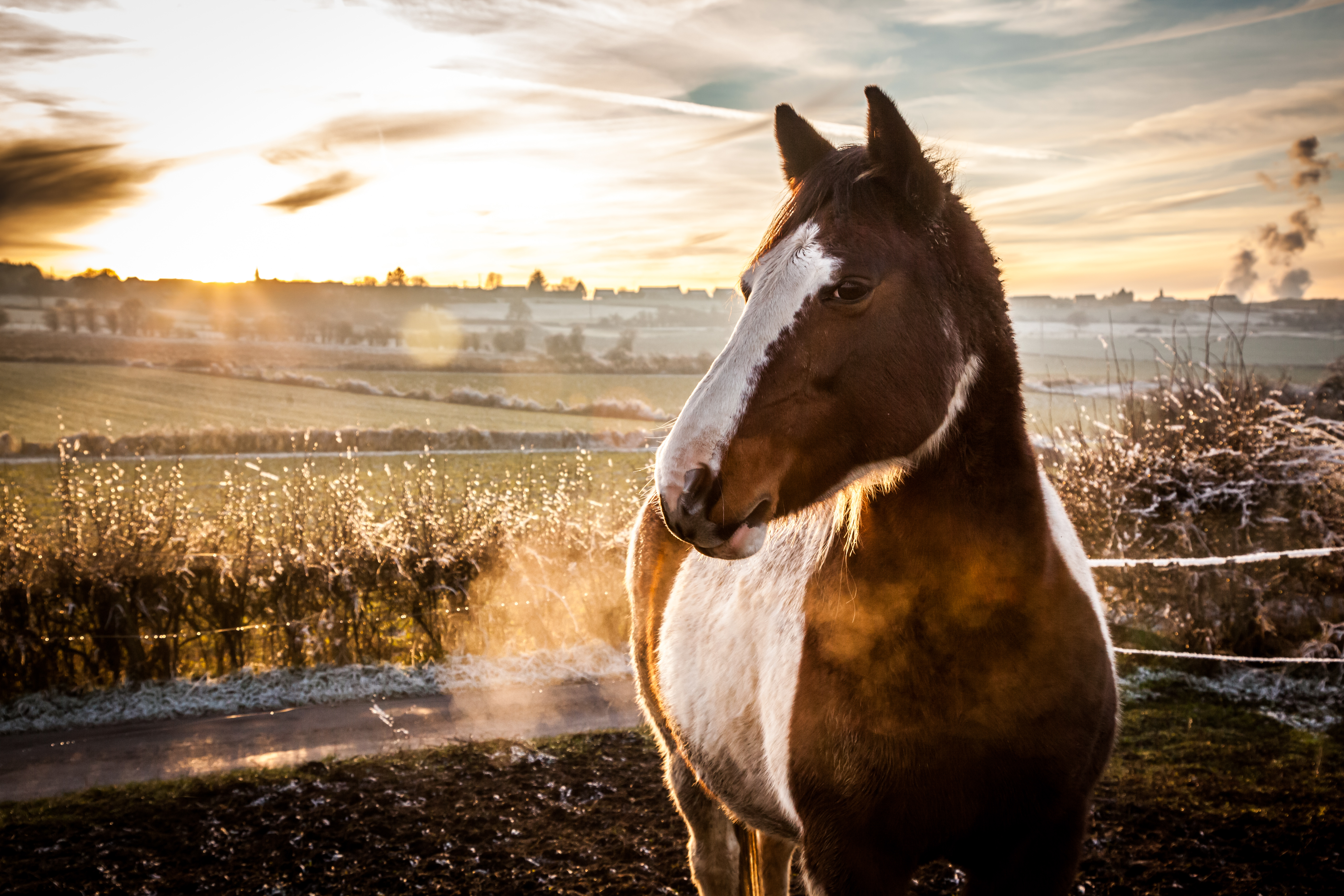 Braun weißes Pferd beim Sonnenaufgang