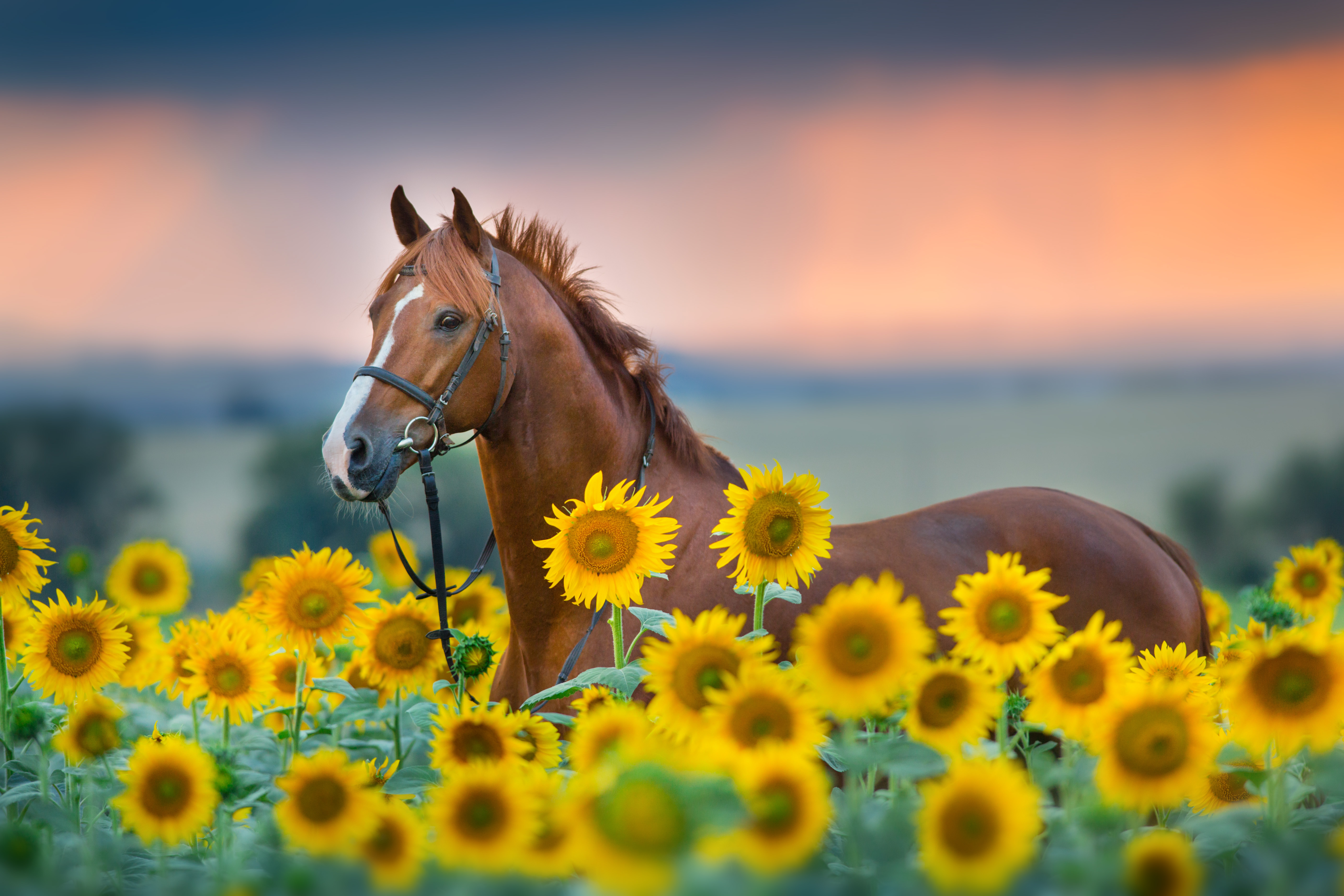 Braunes Pferd steht auf einer Sonnenblumenwiese 