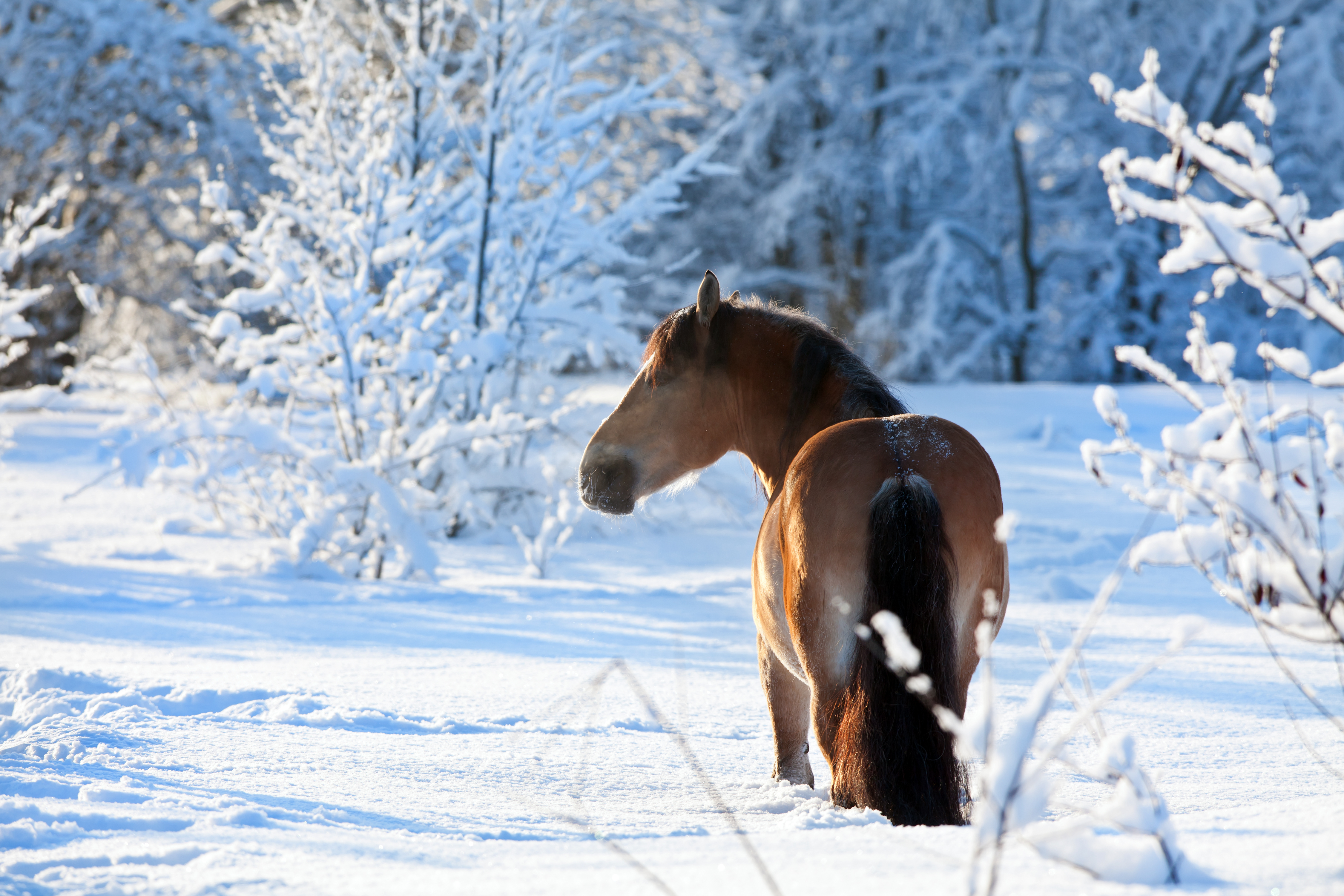 Braunes Pferd steht in einem schneebedecktem Wald